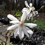 Qué variedades de magnolia son resistentes en la zona 6