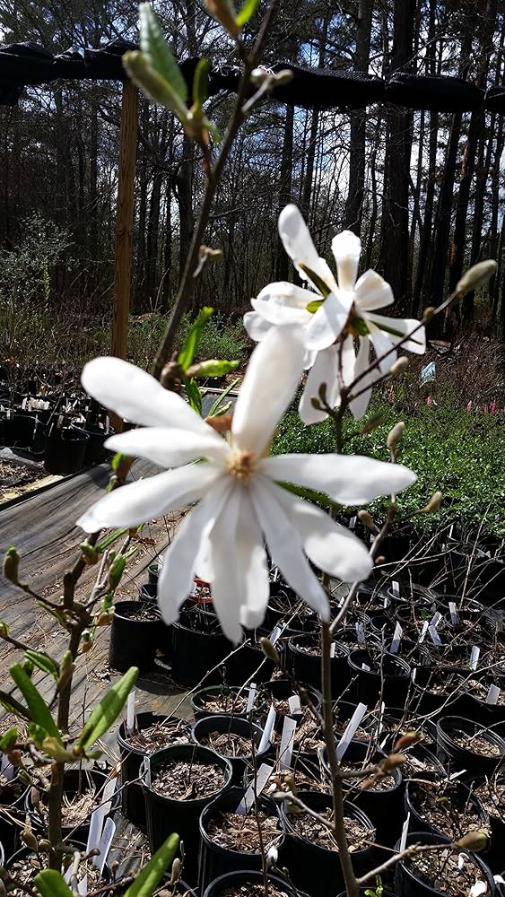 Qué variedades de magnolia son resistentes en la zona 6