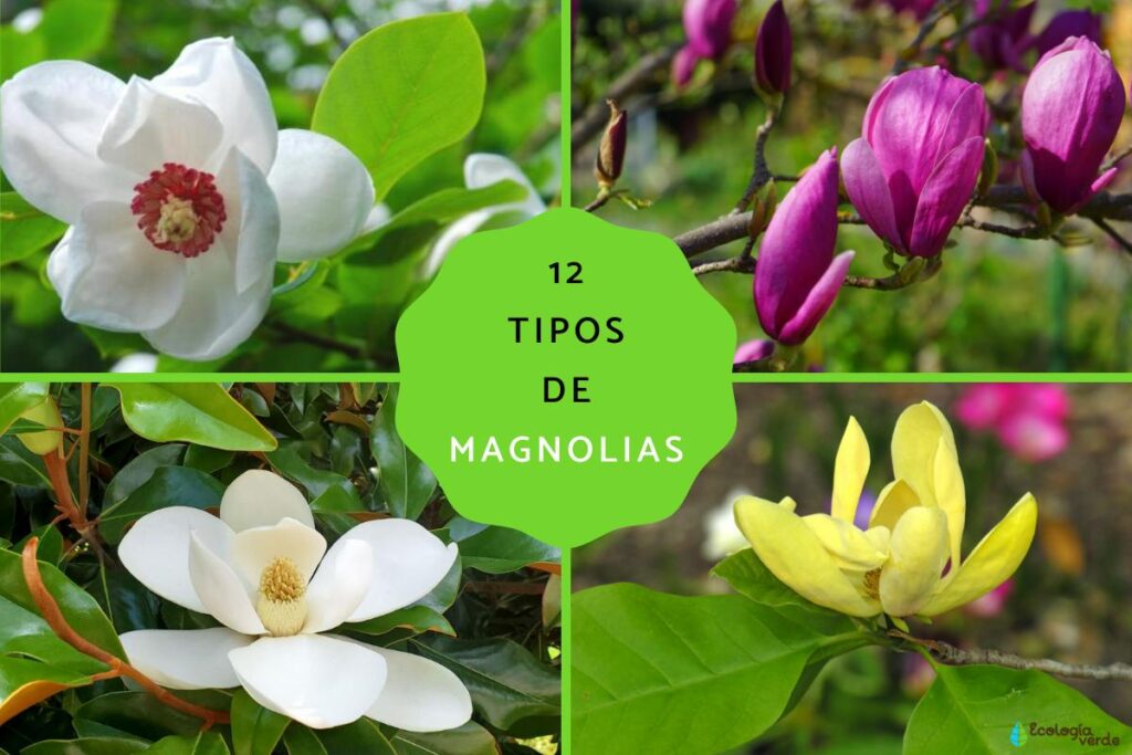 Qué variedades de Magnolias perennes existen para tu jardín