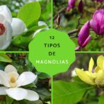 Qué variedades de Magnolias perennes existen para tu jardín