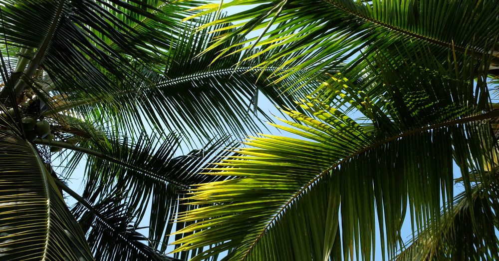 Qué variedades de palmeras son resistentes en la Zona 6