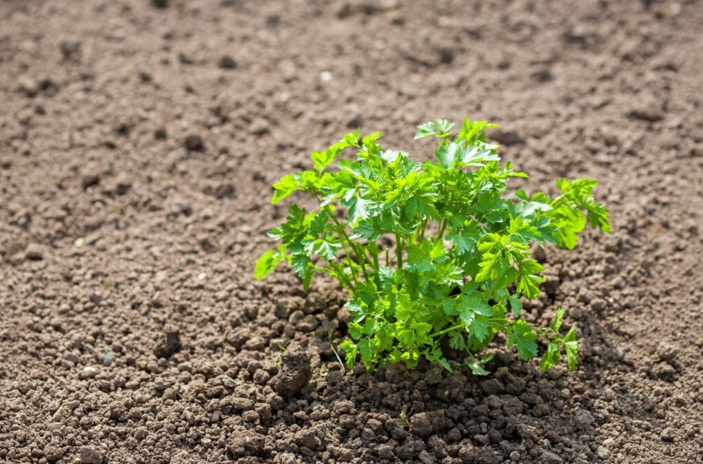 Qué variedades de perejil puedo cultivar en mi jardín