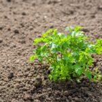 Qué variedades de perejil puedo cultivar en mi jardín