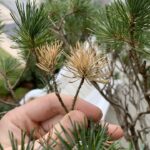 Qué variedades de pinos mugo hay y cómo se cuidan