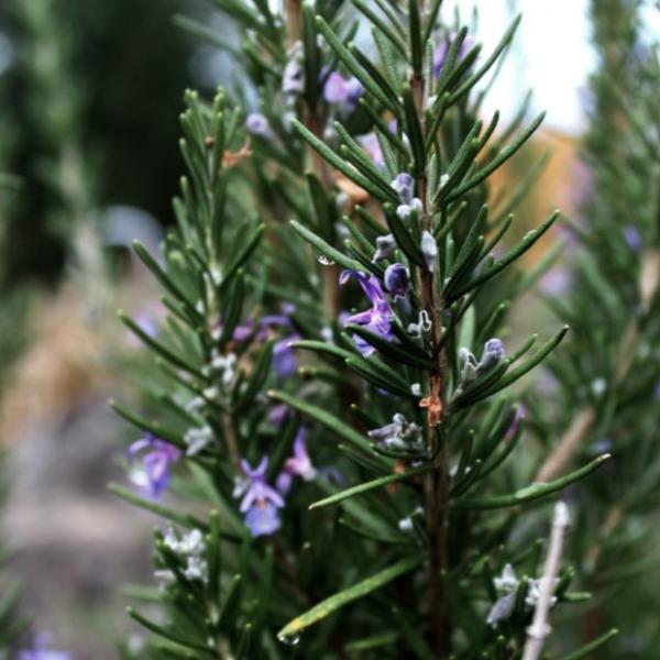 Qué variedades de romero son ideales para la zona 7