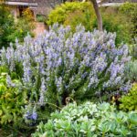 Qué variedades de romero son ideales para tu jardín