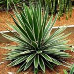 Qué variedades de yuccas son resistentes al invierno en la Zona 4