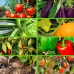 Qué vegetales pertenecen a la familia de las Solanáceas