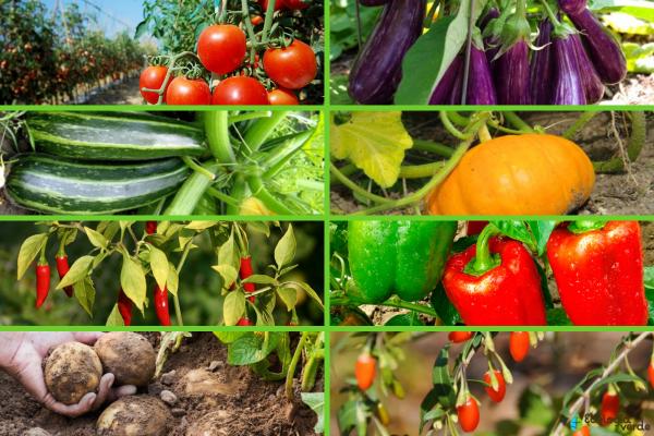 Qué vegetales pertenecen a la familia de las Solanáceas