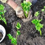 Quieres aprender a sembrar apio en tu jardín de forma adecuada