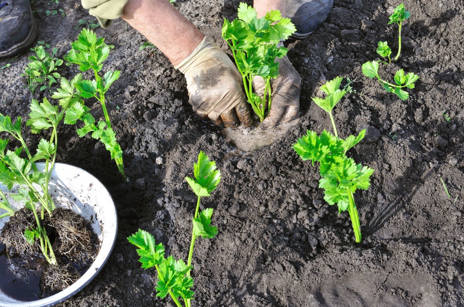 Quieres aprender a sembrar apio en tu jardín de forma adecuada