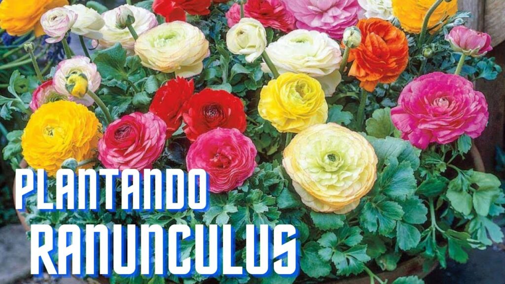 Ranúnculos: cómo propagar estas hermosas plantas paso a paso