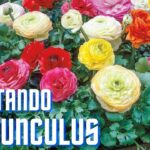 Ranúnculos: cómo propagar estas hermosas plantas paso a paso