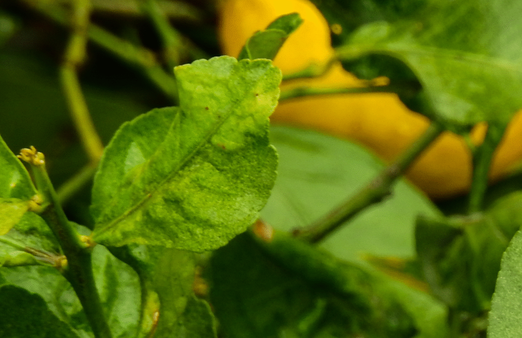 Razones del rizado en las hojas de naranjo