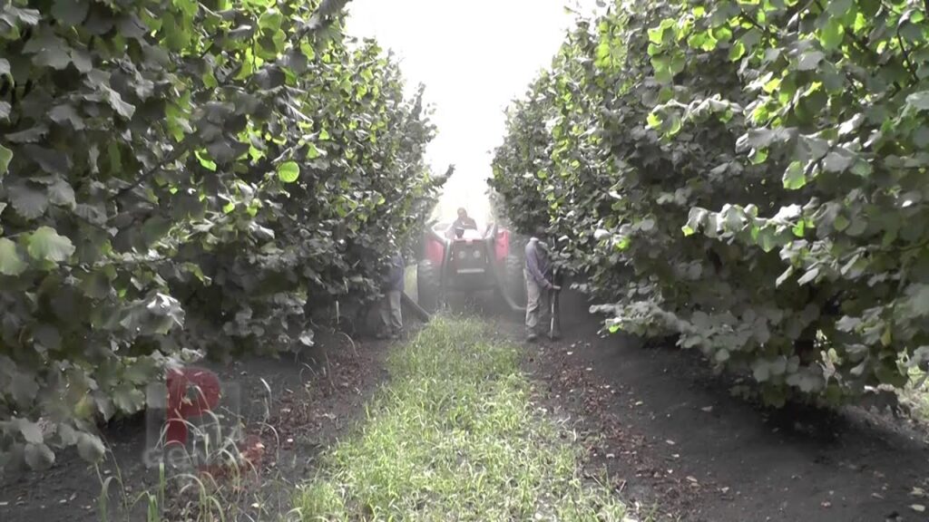 Recolección de avellanas: Cuándo y cómo cosecharlas