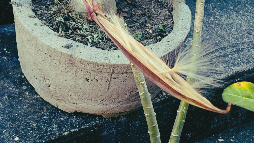 Recolección de frutos y semillas de la Rosa del Desierto