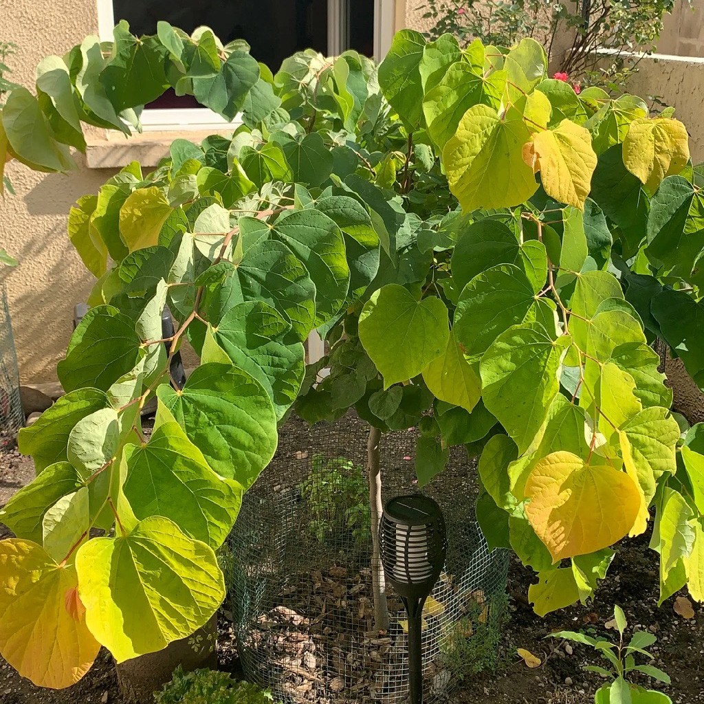 Red Bud: Descubre cómo cuidar y cultivar árboles de Cercis