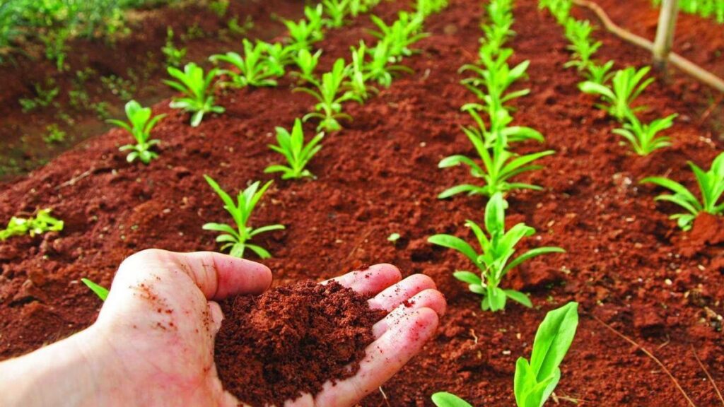 Replantación: Cómo recuperar un área de tierra sin vida