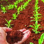 Replantación: Cómo recuperar un área de tierra sin vida