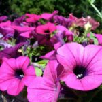 Resistencia al frío de la Petunia frente a otras plantas
