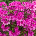 Rhododendrones resistentes al frío para Zona 4