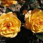Rose Spot Anthracnose en rosas: síntomas y prevención