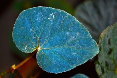 Sabías que existen plantas con hojas de un tono azul