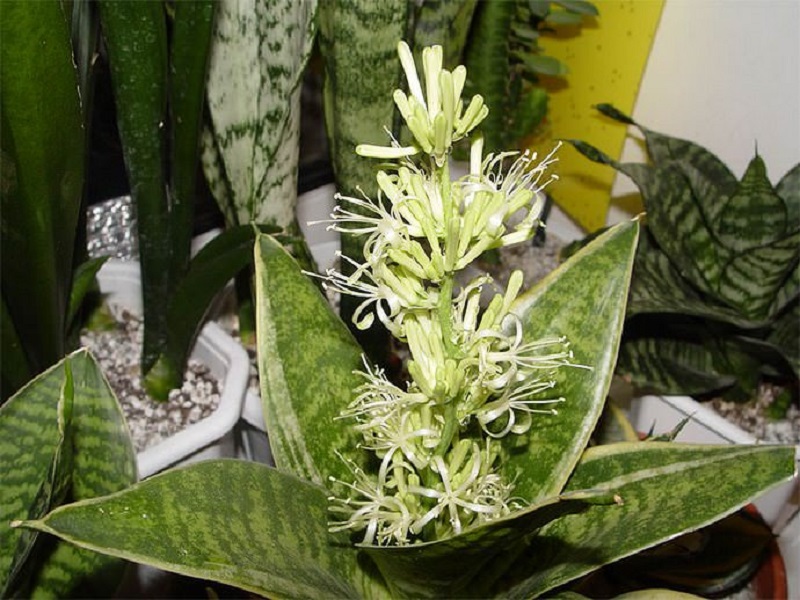 Sabías que la Sansevieria produce flores hermosas
