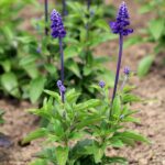 Salvias para sombra parcial y completa: consejos de cultivo
