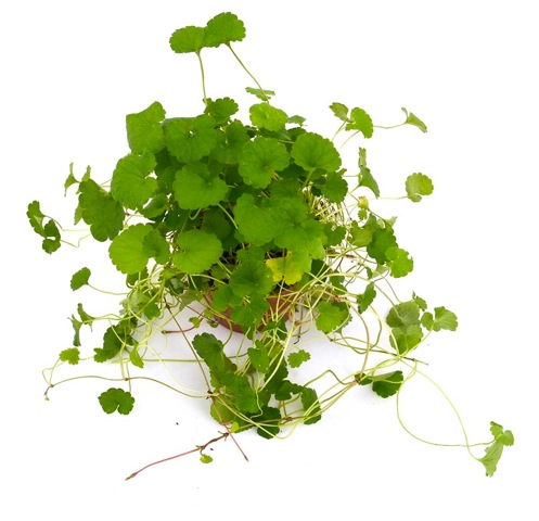 Se puede comer la hiedra terrestre Lysimachia nummularia