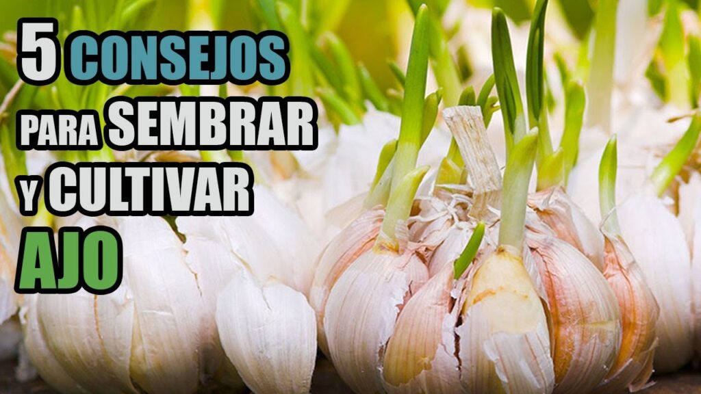 Se puede plantar ajo después de cultivar tomates