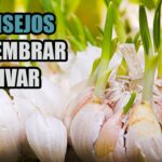 Se puede plantar ajo después de cultivar tomates