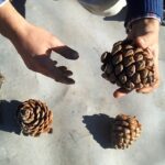 Se pueden comer las piñas de todos los árboles de pino