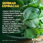 Se pueden cultivar espinacas durante la época de verano