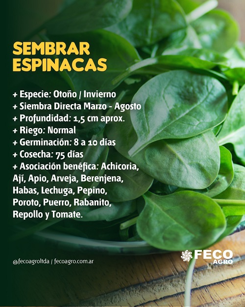 Se pueden cultivar espinacas durante la época de verano