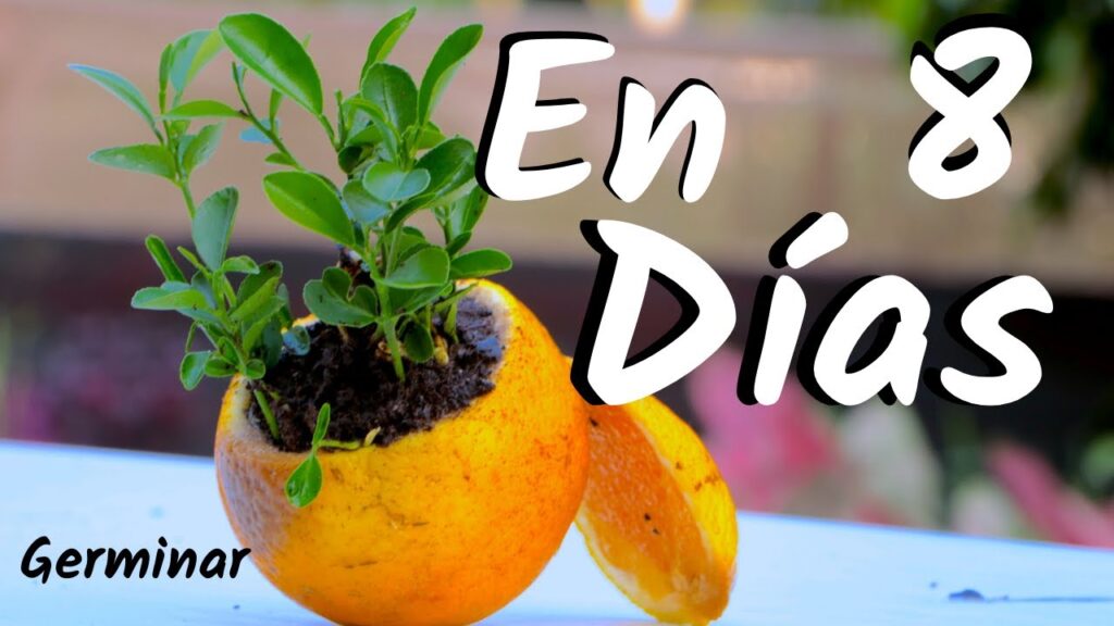 Se pueden cultivar naranjas de semillas de supermercado
