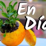 Se pueden cultivar naranjas de semillas de supermercado