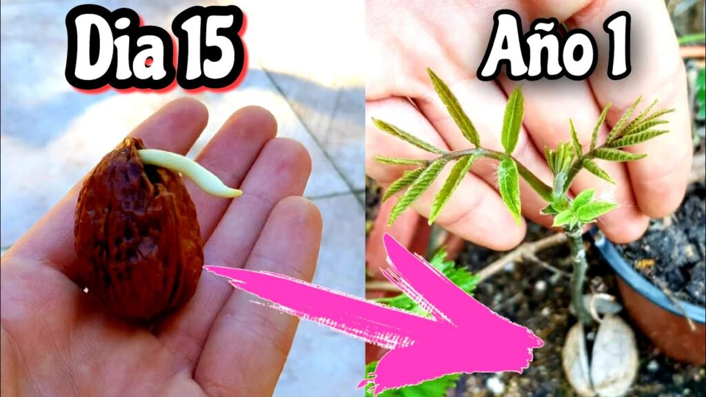 Se pueden cultivar nueces blancas en casa