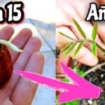 Se pueden cultivar nueces blancas en casa