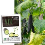 Se pueden plantar las semillas de pepino de la tienda