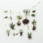 Se pueden propagar plantas de interior desde semillas