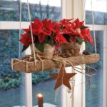 Se pueden trasplantar las Poinsettias al aire libre