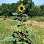 Sembrar girasoles en tu jardín Beneficios y consideraciones