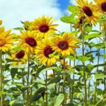 Semillas de aves afectan a girasoles en jardín