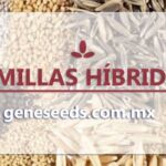 Semillas híbridas F1: todo lo que debes saber
