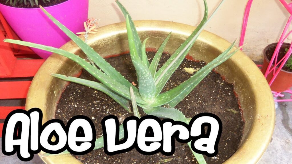 Separación de plantas de aloe: Consejos y técnicas