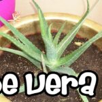 Separación de plantas de aloe: Consejos y técnicas