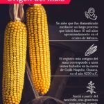 Significado de la tasselación temprana en el maíz