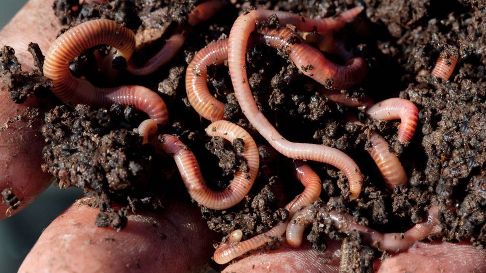 Significado de Wort y familia del gusano de tierra