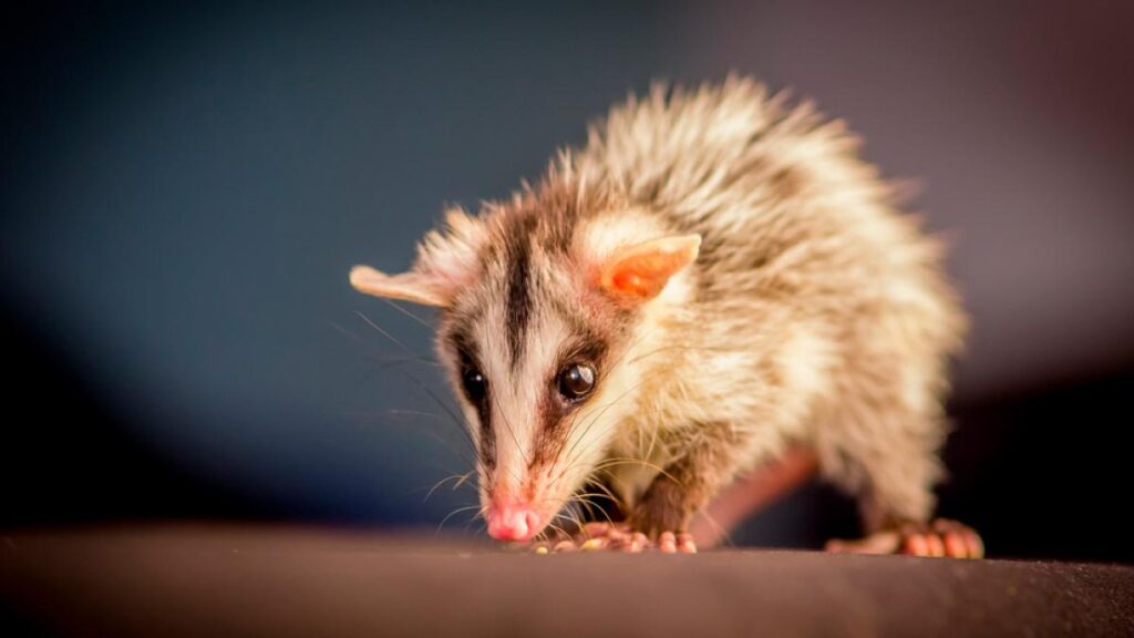 Son beneficiosas las zarigüeyas como mascotas